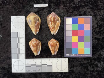ventral possible photo thumbnail