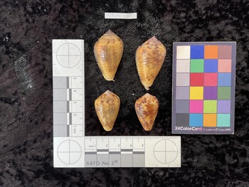 dorsal possible photo thumbnail