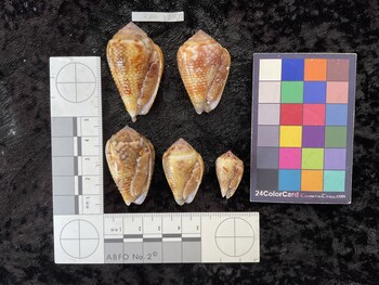 ventral possible photo thumbnail