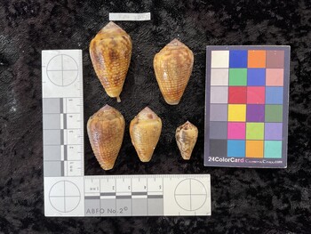 dorsal possible photo thumbnail