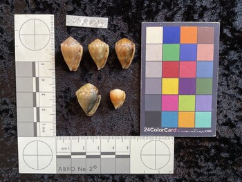 ventral possible photo thumbnail