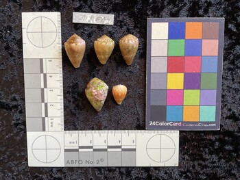 dorsal possible photo thumbnail