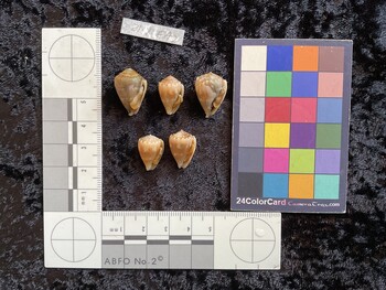 ventral possible photo thumbnail