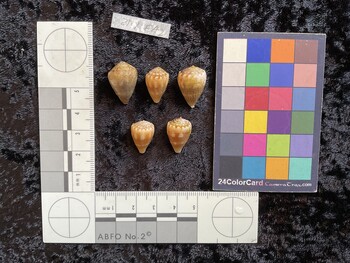 dorsal possible photo thumbnail