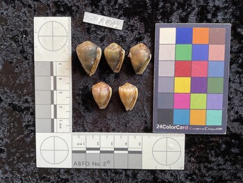 ventral possible photo thumbnail