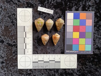dorsal possible photo thumbnail