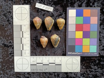 ventral possible photo thumbnail