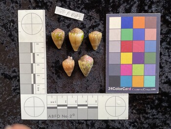 dorsal possible photo thumbnail