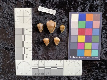 ventral possible photo thumbnail