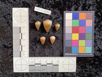 dorsal possible photo thumbnail