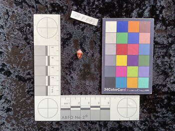 10x6x6.5 ventral photo thumbnail