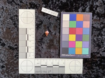 10x6x6.5 dorsal photo thumbnail
