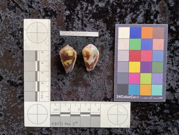 CcofTM005; 28.5x16.5x22 ventral photo thumbnail