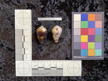 CcofTM005; 28.5x16.5x22 dorsal photo thumbnail