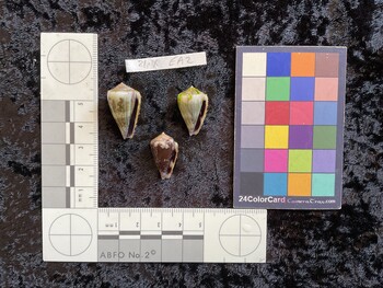 26.5x15x21.5 ventral photo thumbnail
