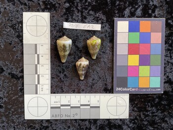 26.5x15x21.5 dorsal photo thumbnail