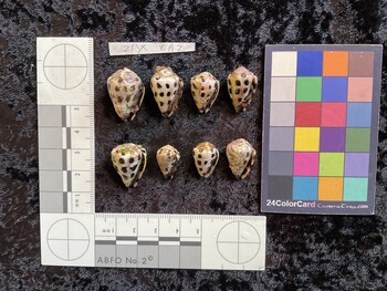 ventral possible photo thumbnail