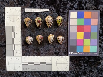 ventral possible photo thumbnail