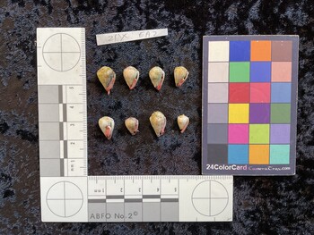 ventral possible photo thumbnail