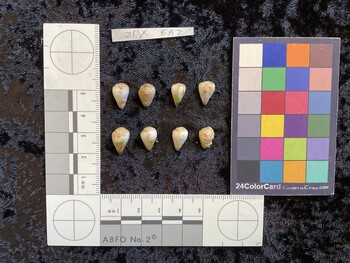 dorsal possible photo thumbnail