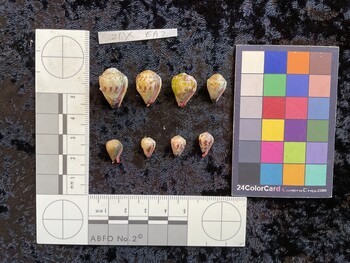 ventral possible photo thumbnail