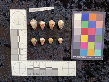 ventral possible photo thumbnail