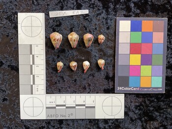 ventral possible photo thumbnail