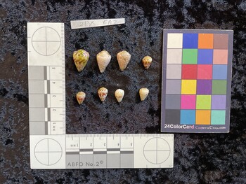 dorsal possible photo thumbnail