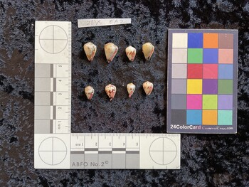 ventral possible photo thumbnail