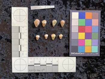 dorsal possible photo thumbnail