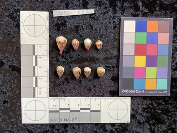ventral possible photo thumbnail