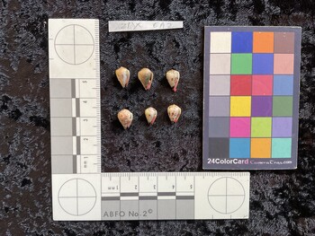 ventral possible photo thumbnail