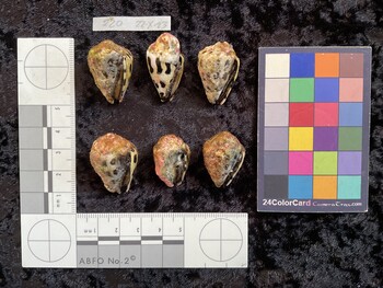 ventral possible photo thumbnail