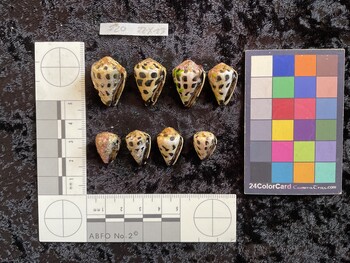 ventral possible photo thumbnail