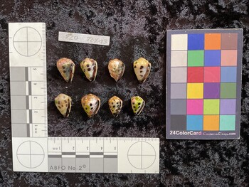 ventral possible photo thumbnail