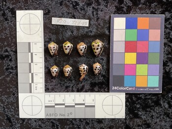 ventral possible photo thumbnail
