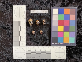 ventral possible photo thumbnail
