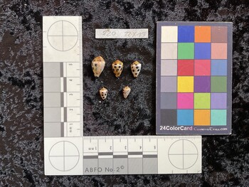 dorsal possible photo thumbnail
