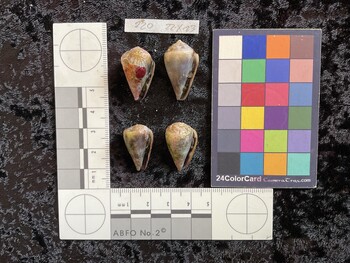 25x15x20.5 ventral photo thumbnail