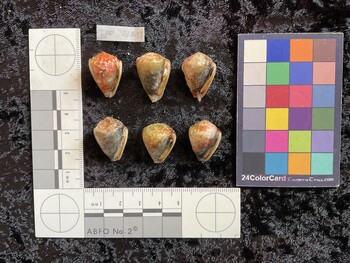 ventral possible photo thumbnail