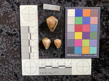 ventral possible photo thumbnail