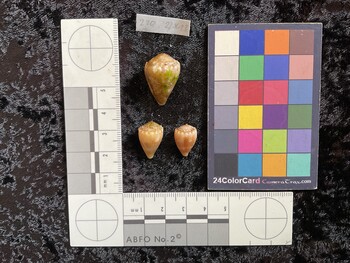 dorsal possible photo thumbnail
