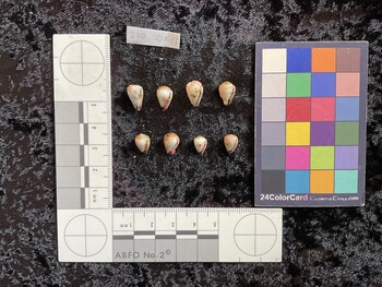 ventral possible photo thumbnail