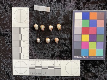 ventral possible photo thumbnail