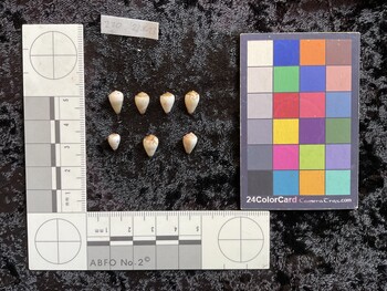 dorsal possible photo thumbnail