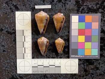 28x16x21 ventral photo thumbnail