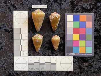 28x16x21 dorsal photo thumbnail