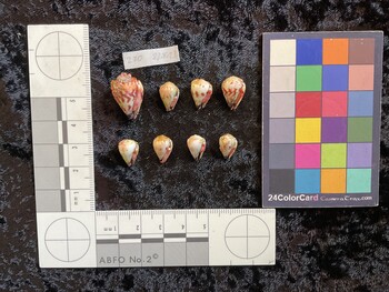 ventral possible photo thumbnail
