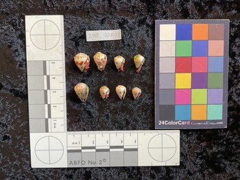 ventral possible photo thumbnail