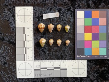 dorsal possible photo thumbnail